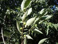 Celtis caucasica