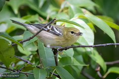 Setophaga castanea