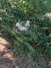 Lagerstroemia indica