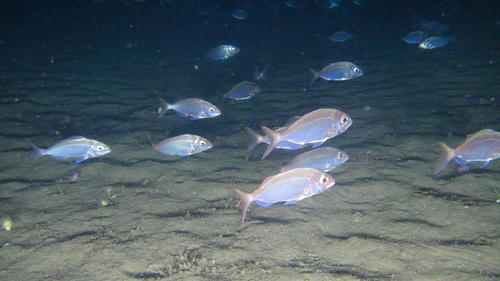 Natal pandora (Pagellus natalensis) — Sparidae — 4