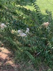 Lagerstroemia indica