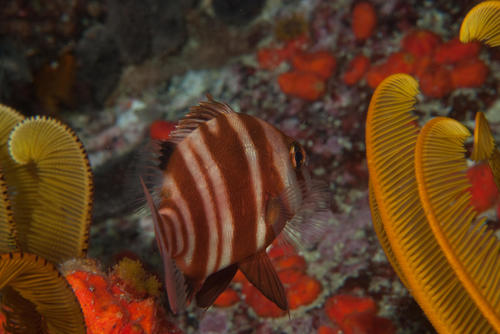 Red stumpnose (Chrysoblephus gibbiceps) — Sparidae — 5