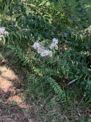 Lagerstroemia indica