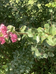 Lagerstroemia