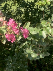 Lagerstroemia