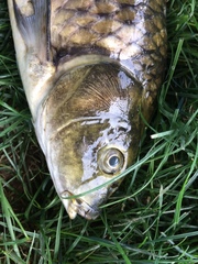 Cyprinus carpio