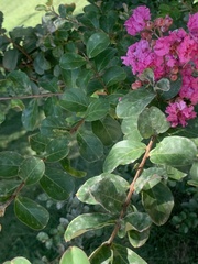 Lagerstroemia