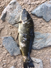 Cyprinus carpio