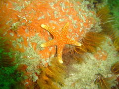 Fromia schultzei