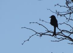 Dicrurus adsimilis apivorus