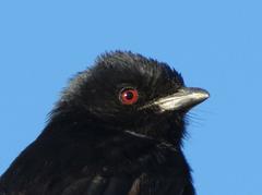 Dicrurus adsimilis apivorus