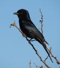 Dicrurus adsimilis apivorus
