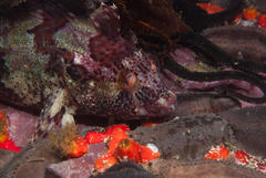 Clinus superciliosus