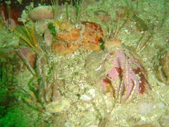 Ophiarachnella capensis