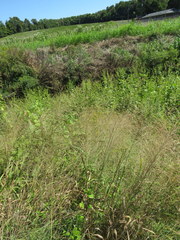 Leptochloa mucronata