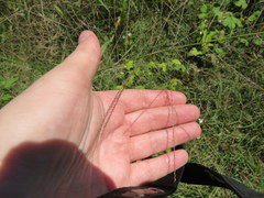 Leptochloa mucronata