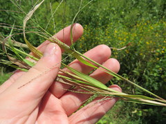 Leptochloa mucronata