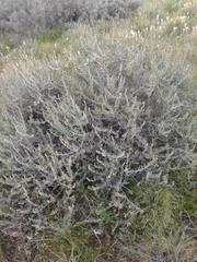 Manochlamys albicans