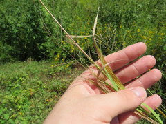 Leptochloa mucronata