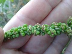 Manochlamys albicans