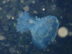Eupilema inexpectata