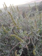 Manochlamys albicans