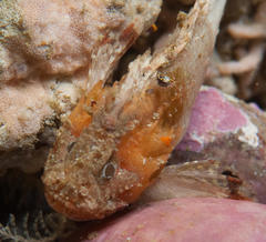 Coccotropsis gymnoderma