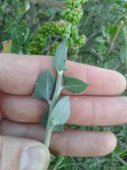 Manochlamys albicans