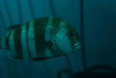 Chrysoblephus gibbiceps