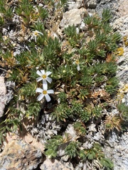 Leptosiphon nuttallii pubescens