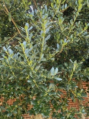 Ilex cornuta