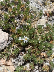 Leptosiphon nuttallii pubescens