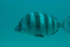 Diplodus hottentotus