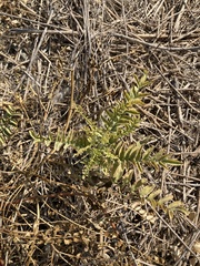 Astragalus douglasii