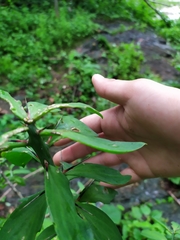 Pereskiopsis blakeana