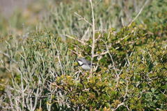 Apalis thoracica capensis