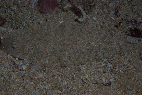 Cynoglossus capensis