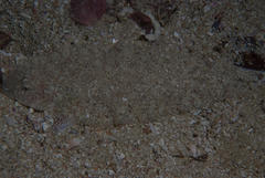 Sand Tonguefish photo 2