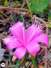 Disocactus nelsonii