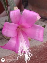 Disocactus nelsonii, photograph (c) elmirlopez, some rights reserved (CC BY)