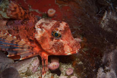 Chelidonichthys capensis