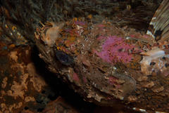 Scorpaena scrofa