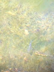 Cyprinodon nevadensis shoshone
