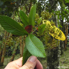 Caldcluvia paniculata