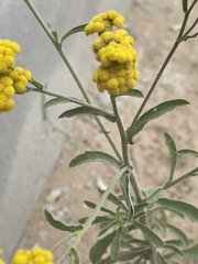 Nidorella resedifolia resedifolia