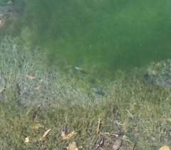 Cyprinodon nevadensis shoshone
