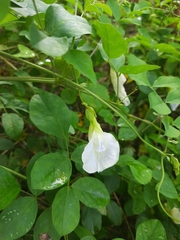 Clitoria ternatea albiflora