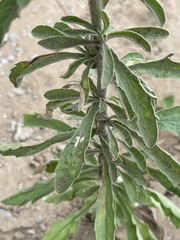 Nidorella resedifolia resedifolia