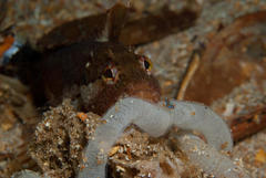 Clinus superciliosus