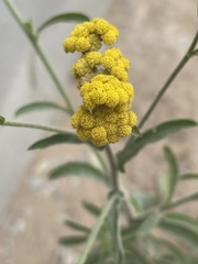 Nidorella resedifolia resedifolia
